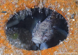 Black Goby.
Trefor Pier, N. Wales.
60mm. by Mark Thomas 